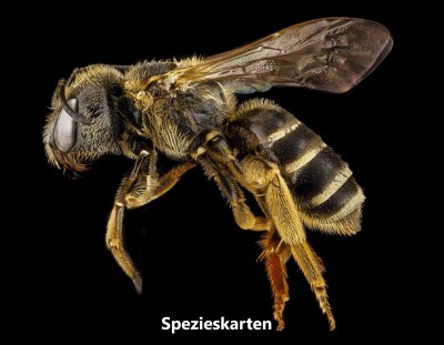 bee-halictus-macro-pollinator.jpg